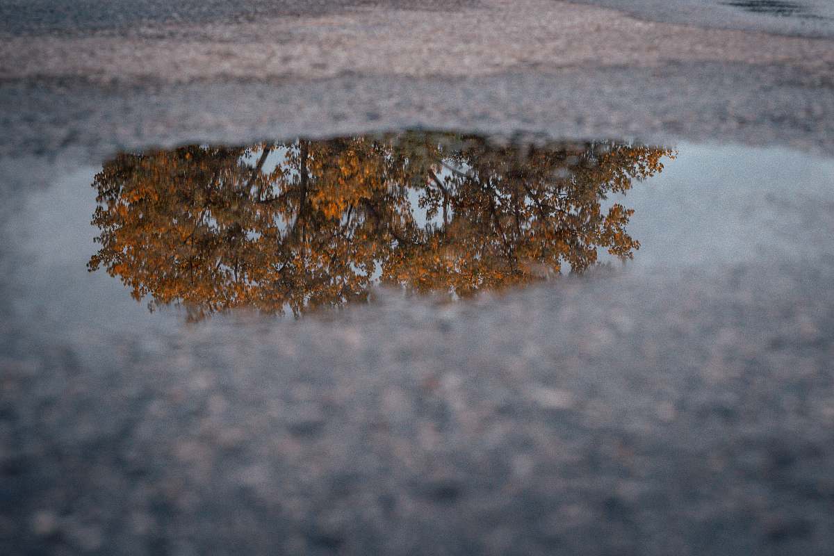united states brown leaves tree reflecting on water pond tree in reflection